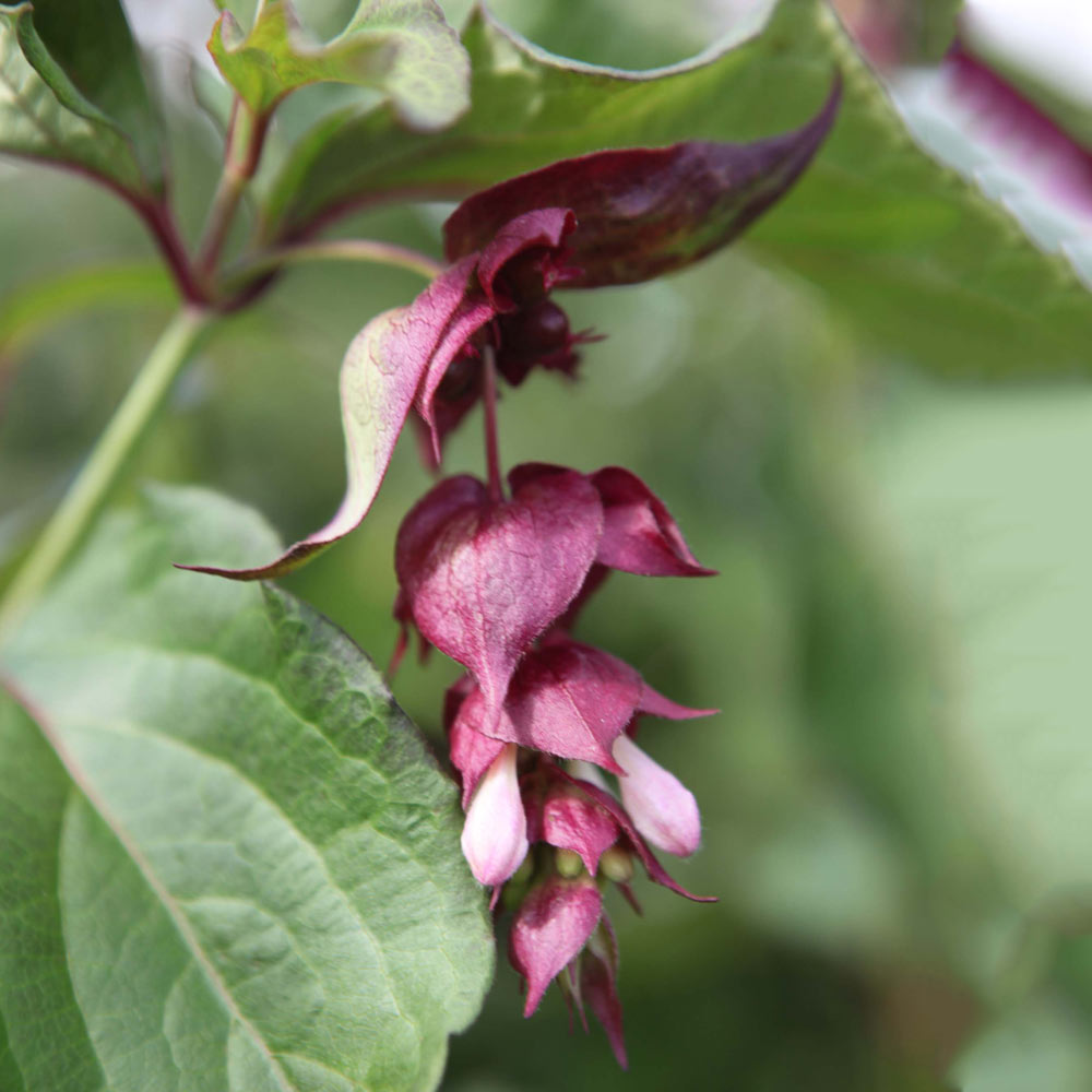 Leycesteria formosa 'Purple Rain' image