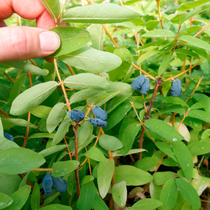 Lonicera kamtschatica 'Balalaika' image