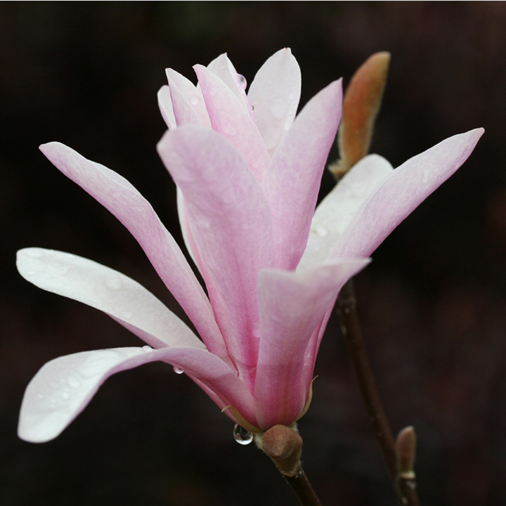 Magnolia x loebneri 'Leonard Messel' image