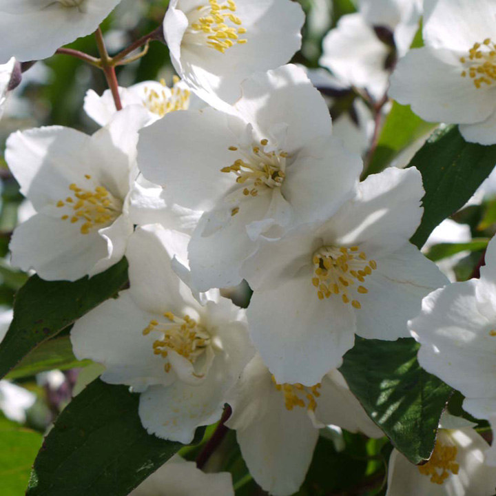 Philadelphus 'Virginal' image