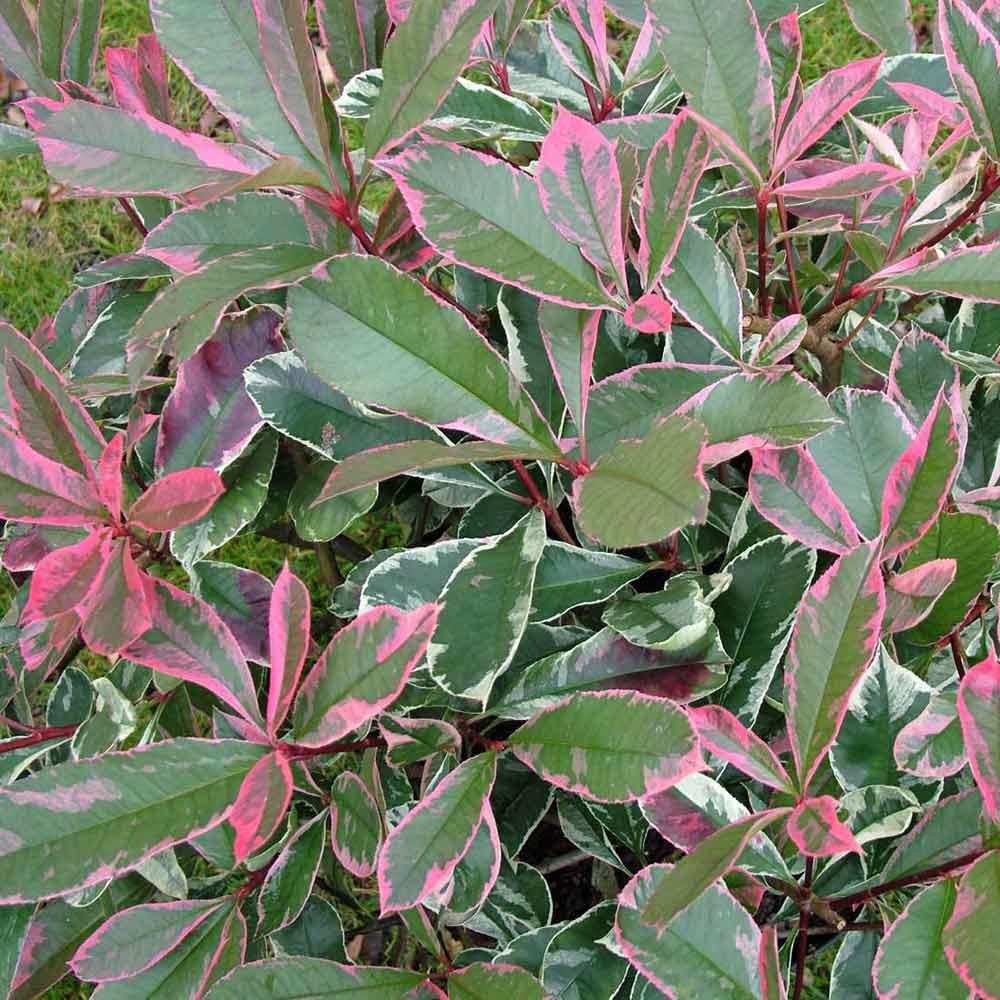 Photinia x fraseri 'Pink Marble' image