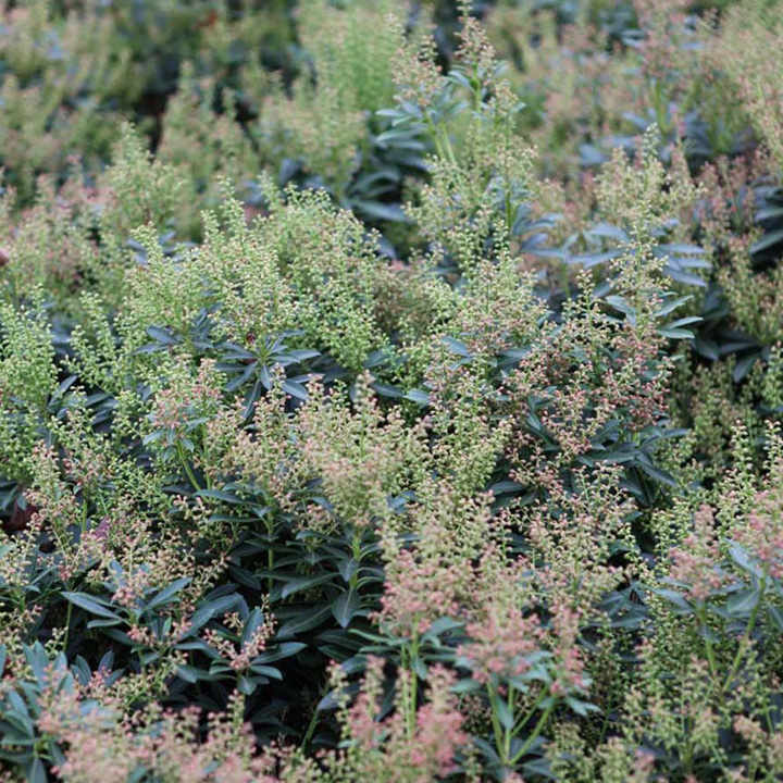 Pieris japonica 'Little Heath' image