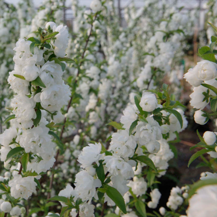 Prunus glandulosa 'Alba Plena' image