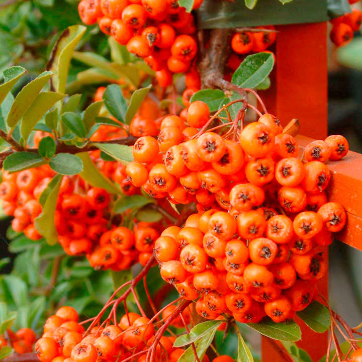 Pyracantha 'Orange Glow' image