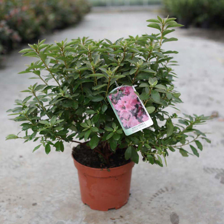 Rhododendron 'Madame Galle' image