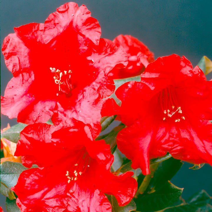 Rhododendron 'Baden-Baden' image