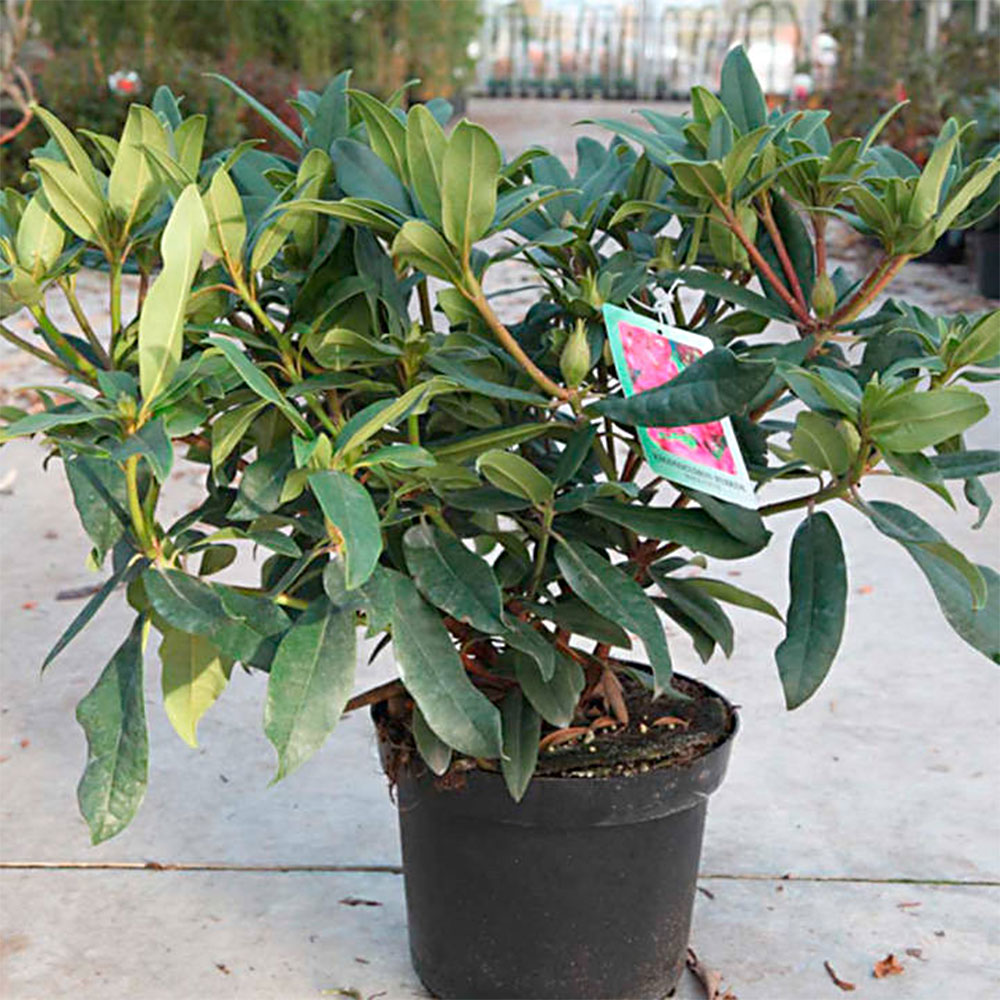 Rhododendron 'Marie Fortie' image