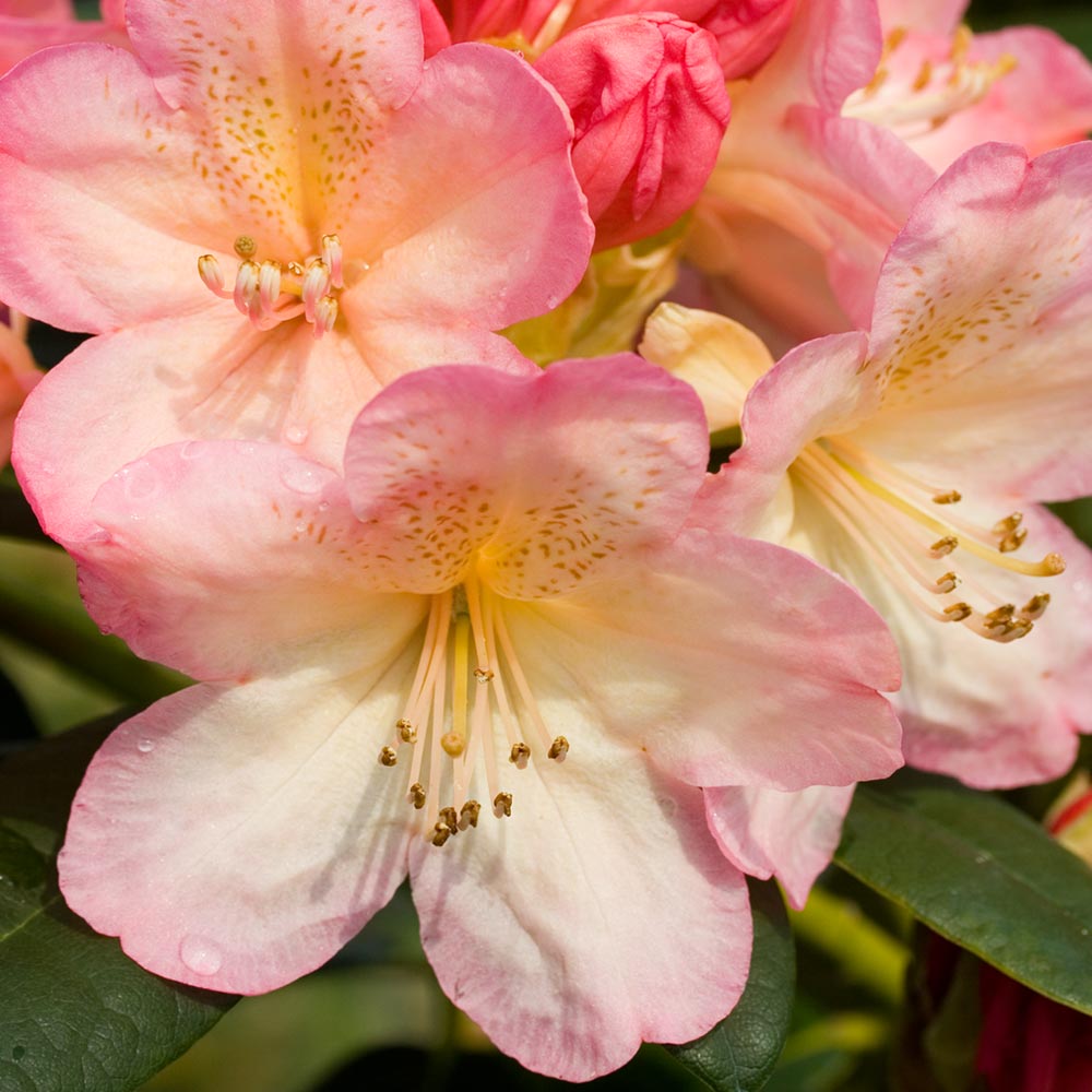 Rhododendron 'Percy Wiseman' image