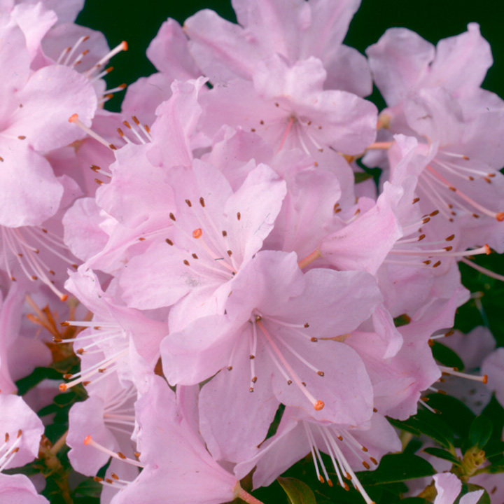 Rhododendron 'Snipe' image