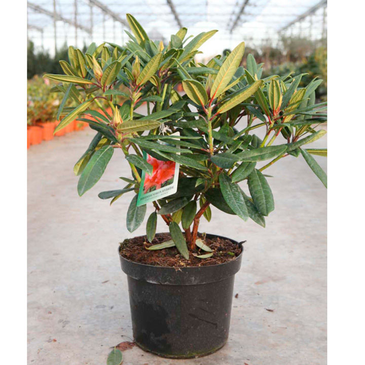 Rhododendron 'Tortoiseshell Orange' image