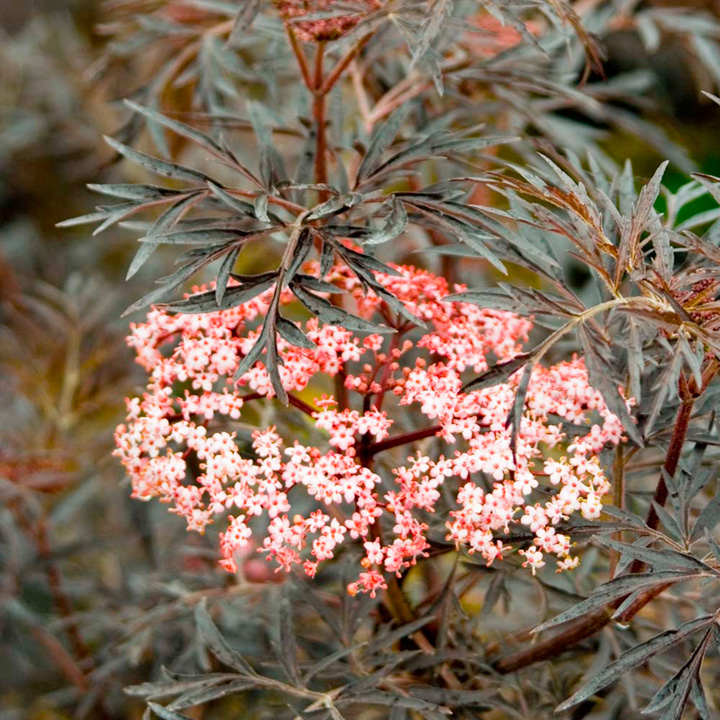 Sambucus nigra f. porphyrophylla 'Black Lace' image