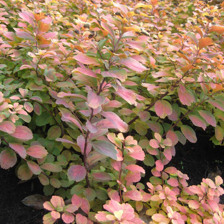 Spiraea betuifolia Plant - Tor Gold image