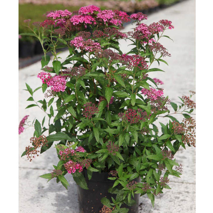 Spiraea japonica Plant - Double Play Artist image