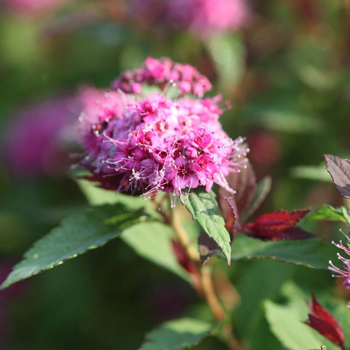 Spiraea japonica 'Double Play Big Bang' image