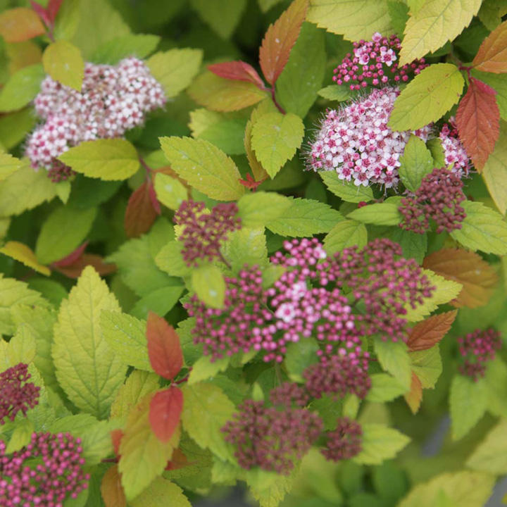 Spiraea japonica 'Firelight' image