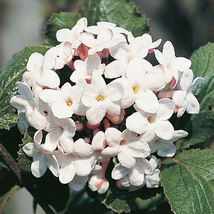 Viburnum x carlcephalum image