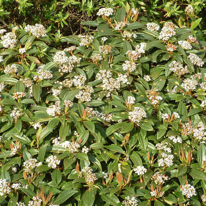 Viburnum davidii image