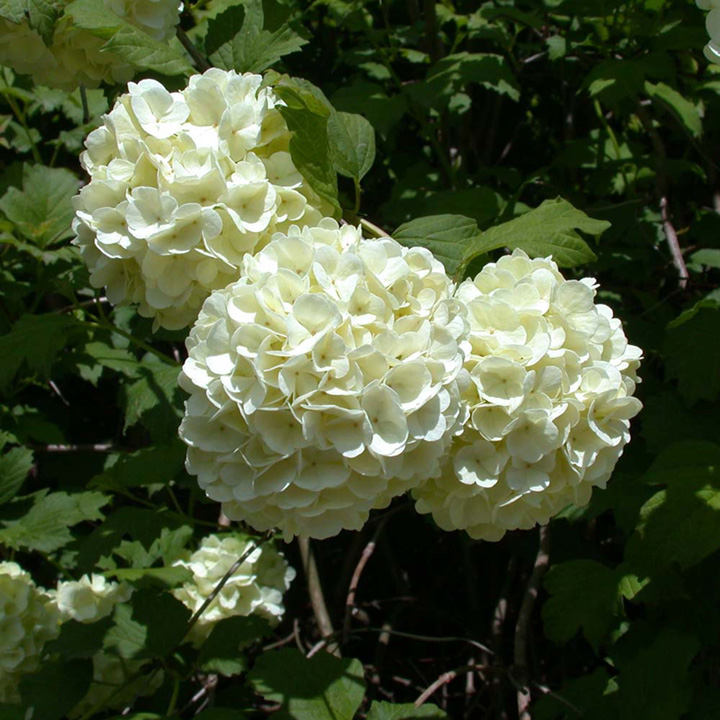 Viburnum plicatum f. plicatum 'Grandiflorum' image