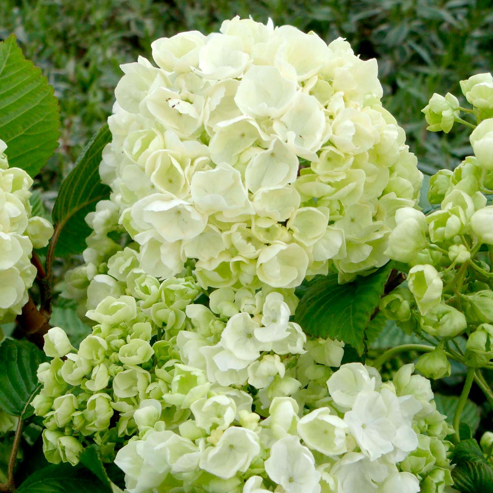 Viburnum plicatum f. plicatum 'Popcorn' image