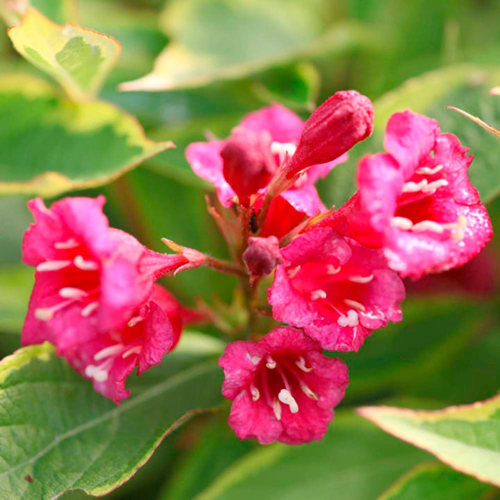 Weigela florida Plant - Moulin Rouge® (Brigela) image