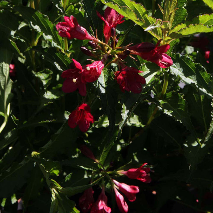 Weigela Plant - Nain Rouge® image