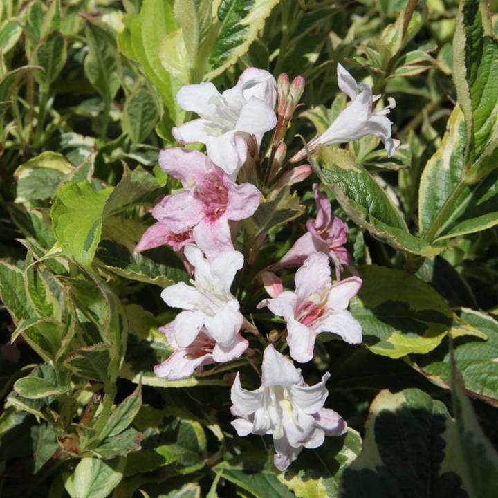 Weigela Plant - Naomi Campbell image