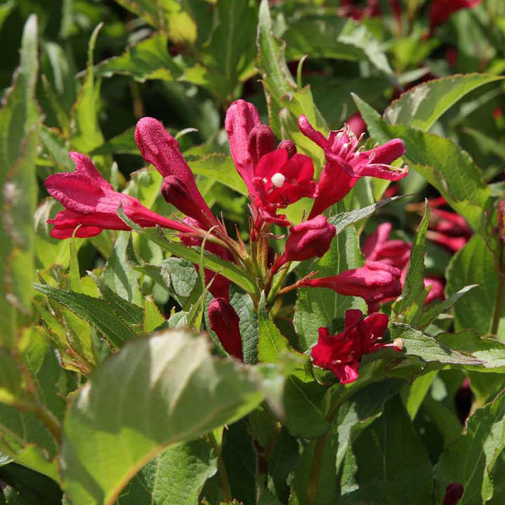 Weigela florida 'Wings of Fire' image