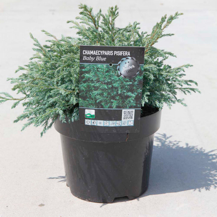 Chamaecyparis pisifera 'Baby Blue' image