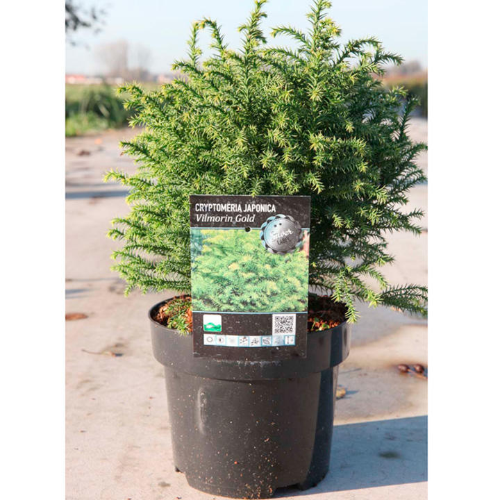 Cryptomeria japonica 'Vilmorin Gold' image