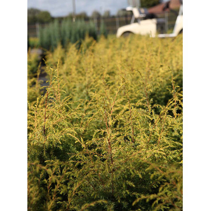 Juniperus communis 'Green Carpet' image