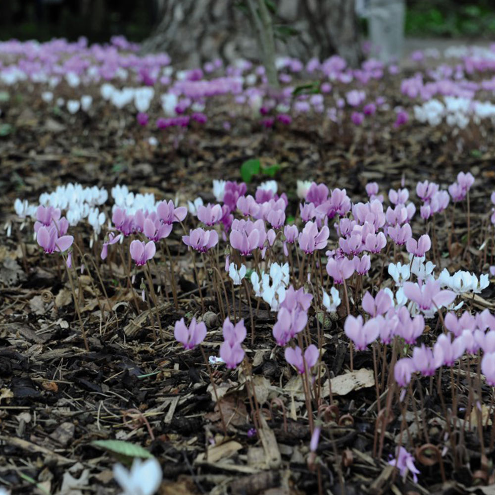 Cyclamen Neapolitanum image