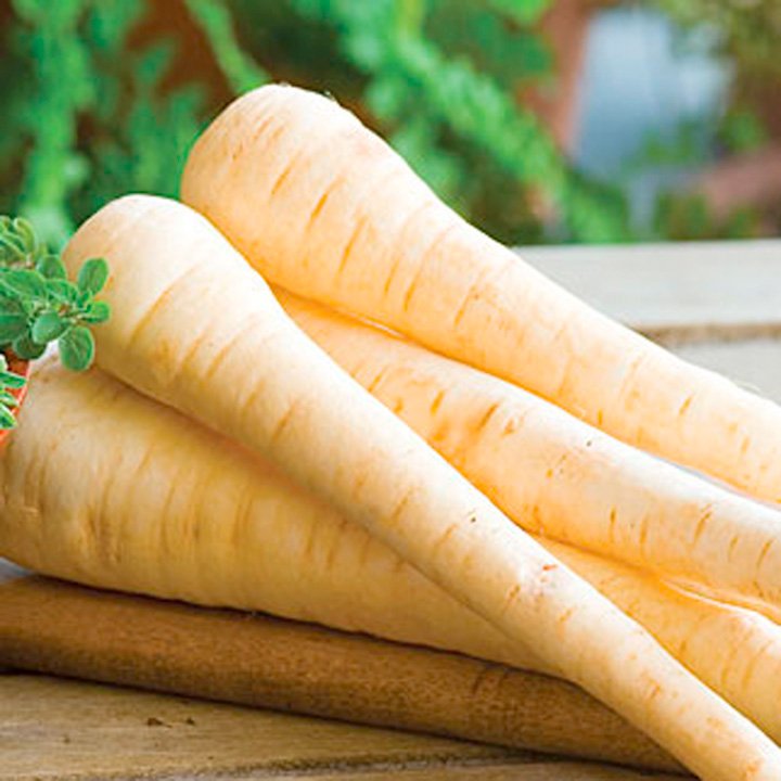 Parsnip 'Hollow Crown' - Seeds image