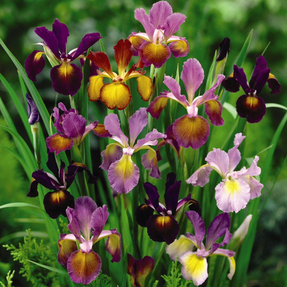 Iris 'Metallic Mixture' image