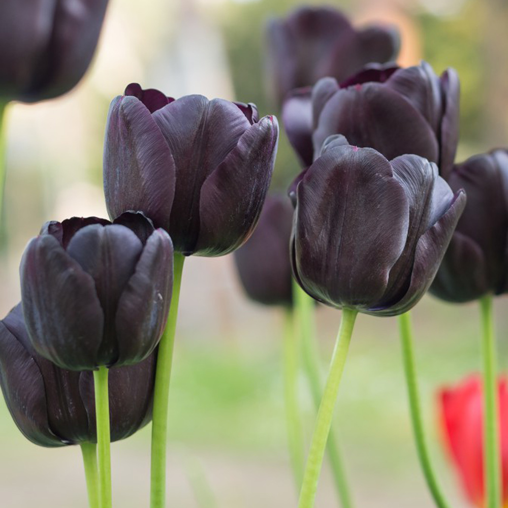 Tulip 'Black Satin' image