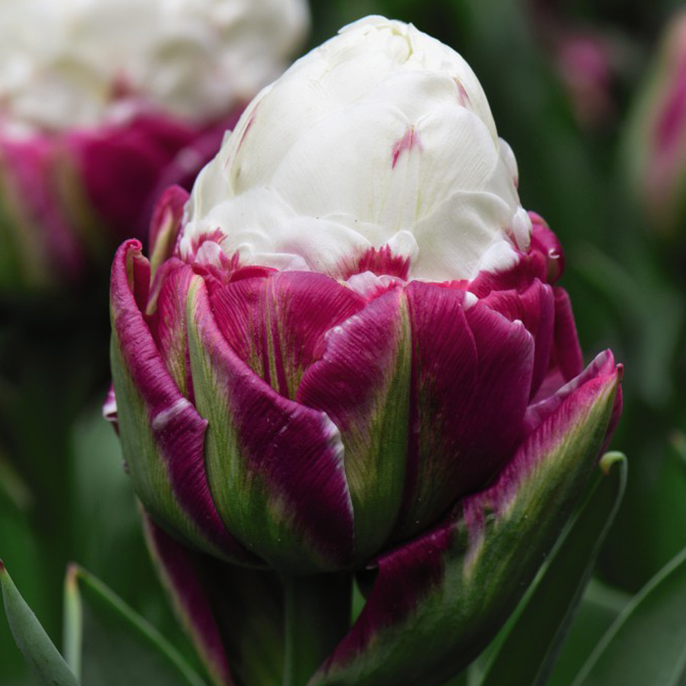 Tulip 'Ice Cream' image
