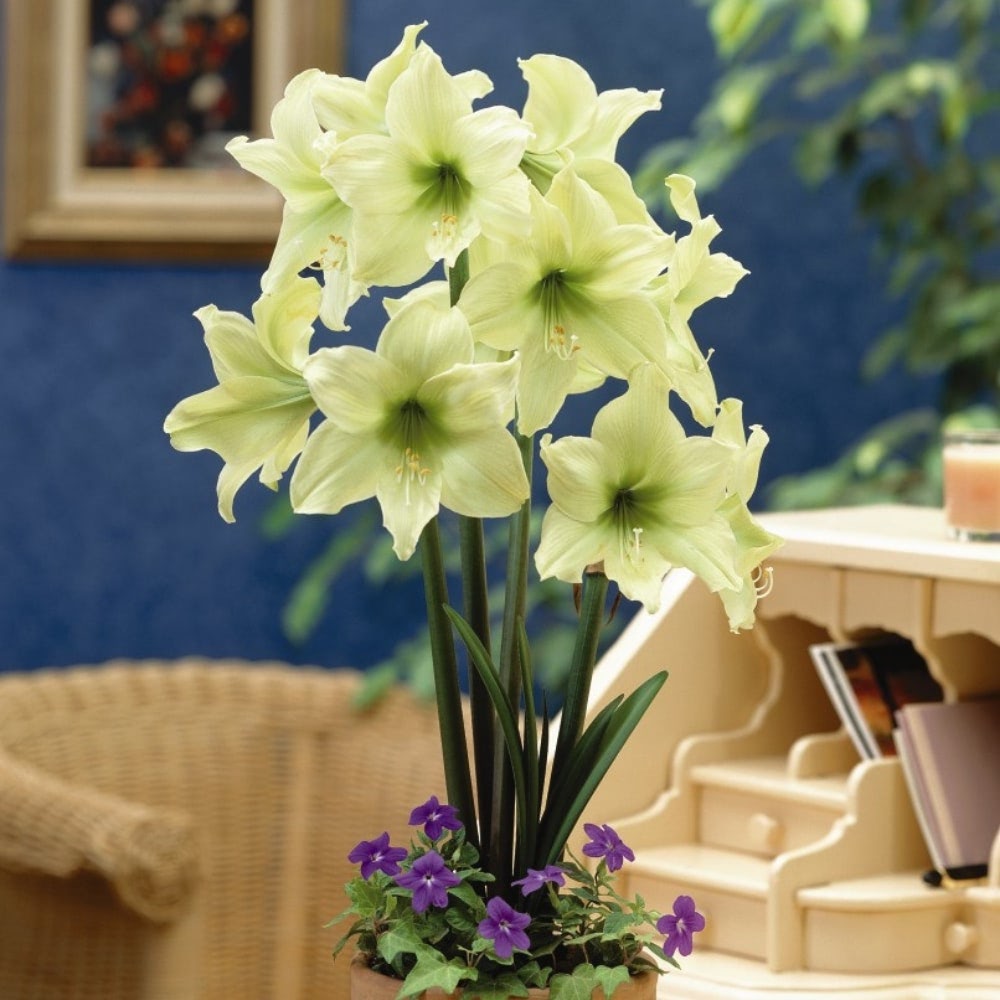 Amaryllis 'Lemon Star' image