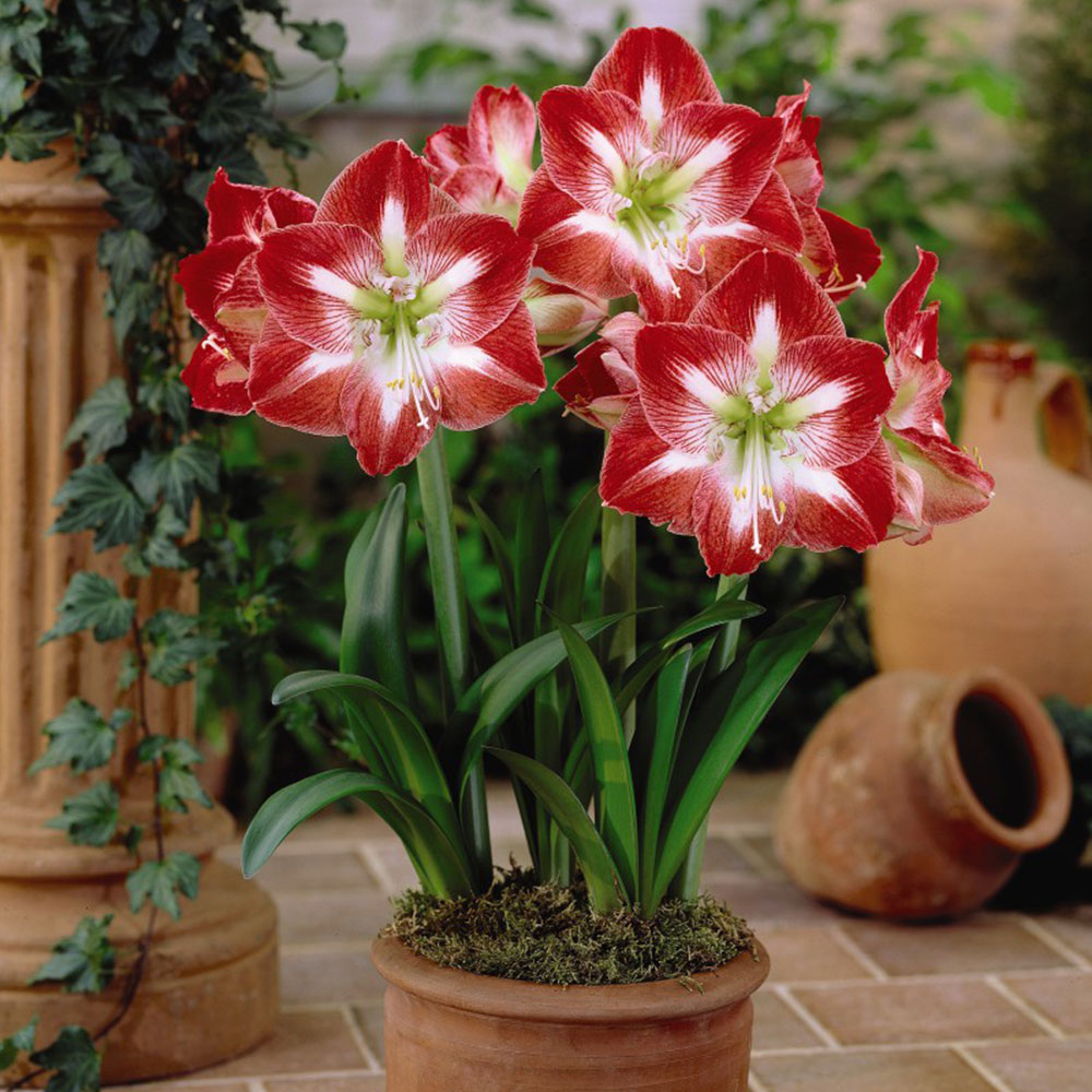 Amaryllis 'Minerva' image