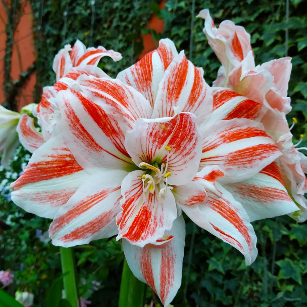 Amaryllis 'Dancing Queen' image