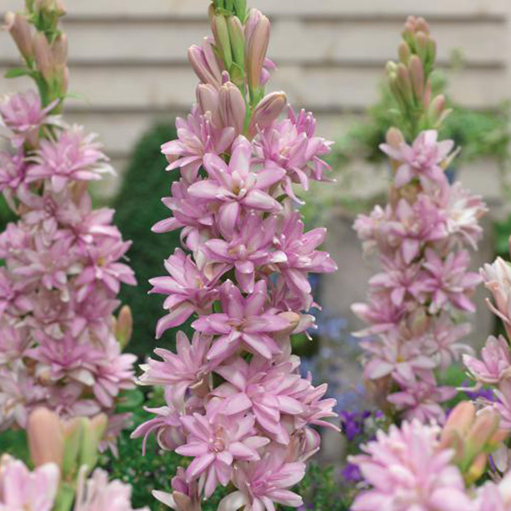 Polianthes tuberosa 'Pink Sapphire' image