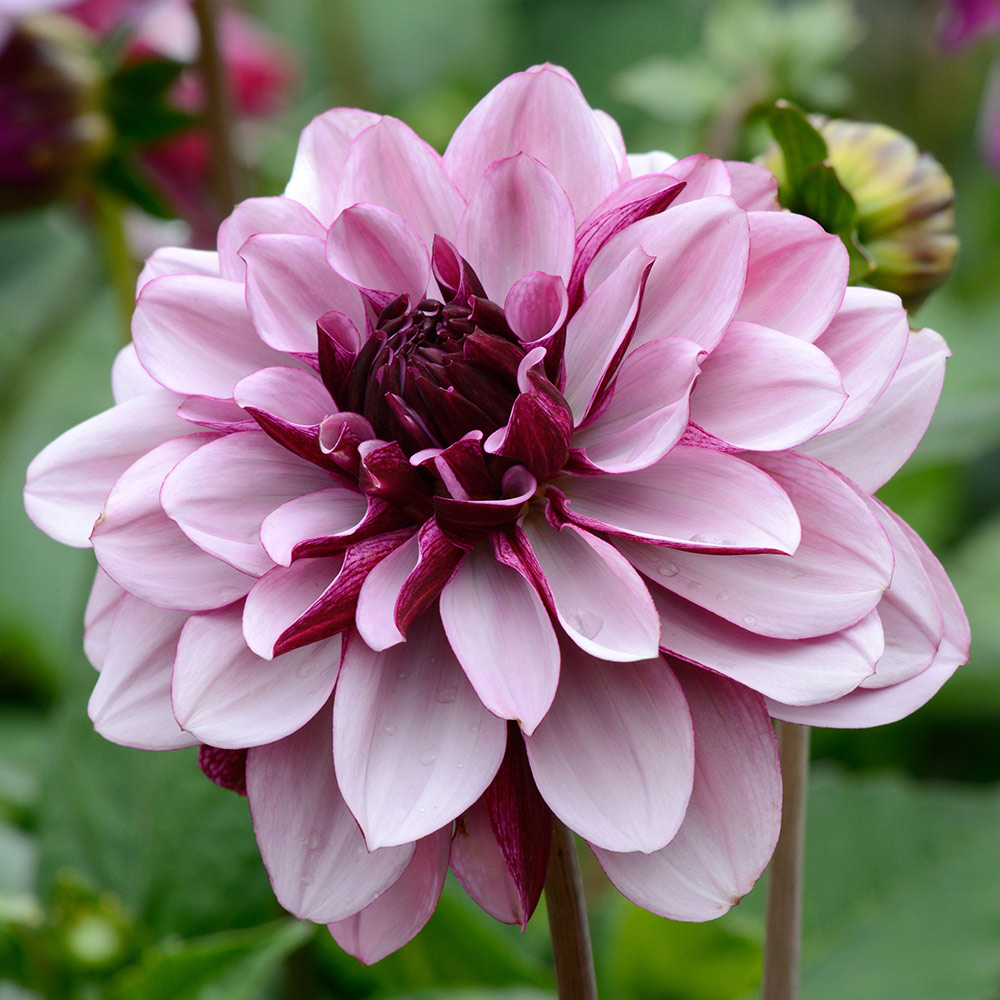 Dahlia 'Creme de Cassis' image