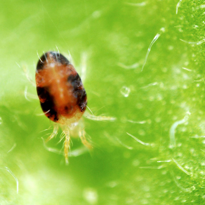 Spider on sale mite killer