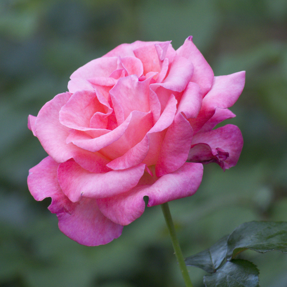 Rose 'Breeder's Choice Pink' (Hybrid Tea Rose) image