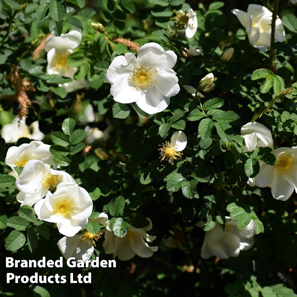 White Ramanas Rose (Hedging) image