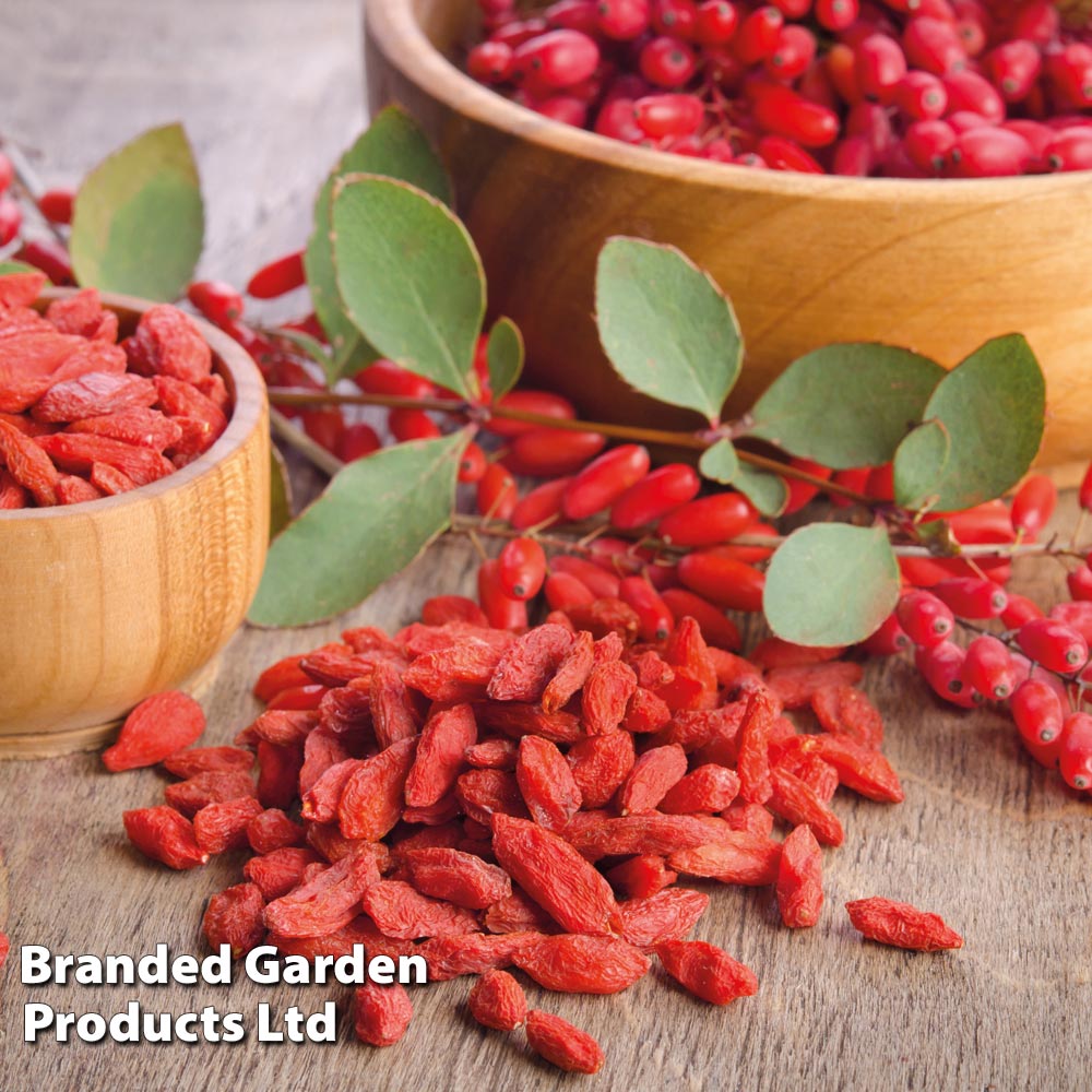 Goji Berry 'Synthia' image