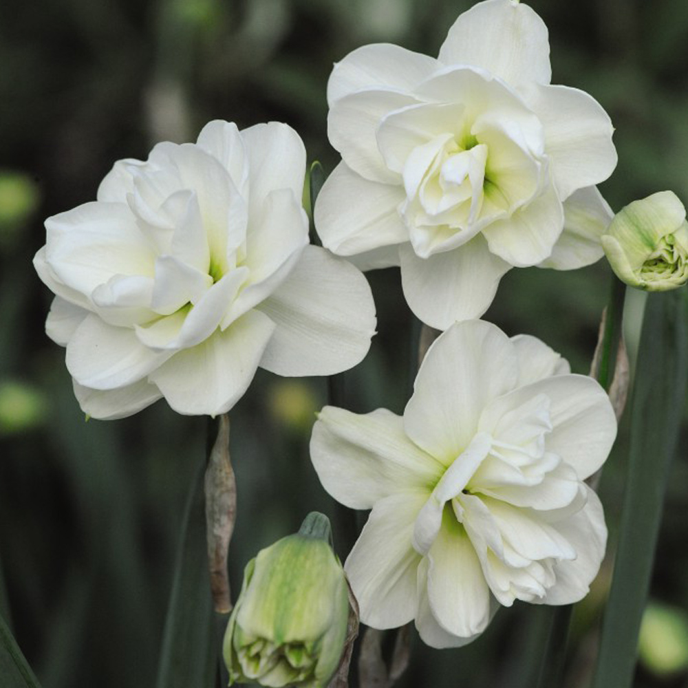 Narcissus 'Rose of May Improved' image