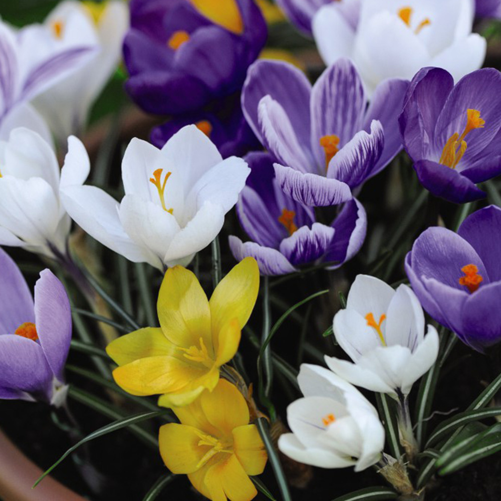 Crocus Value Mix image