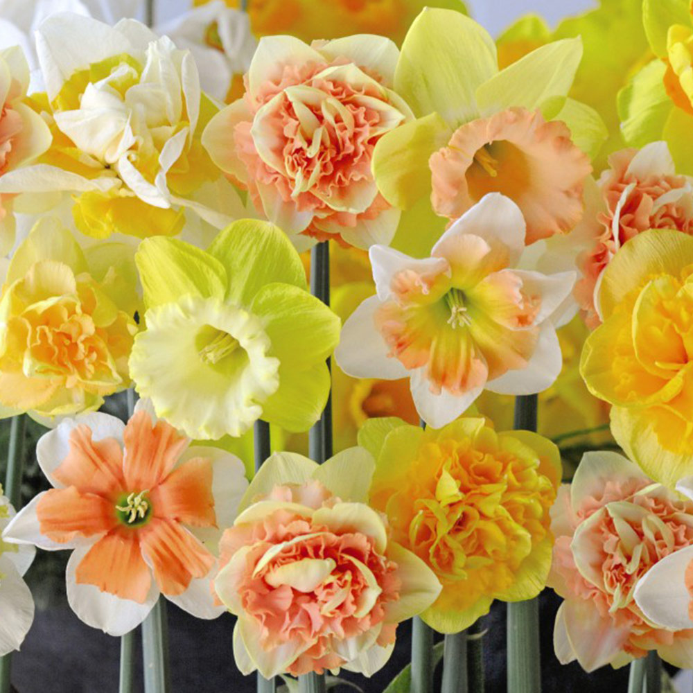 Narcissus 'Citrus Sorbet' image
