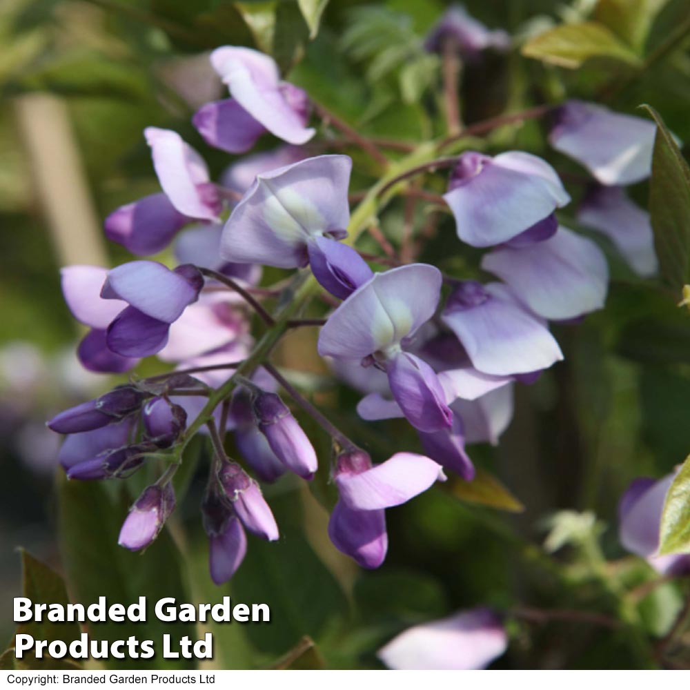 Wisteria brachybotrys 'Okayama' image