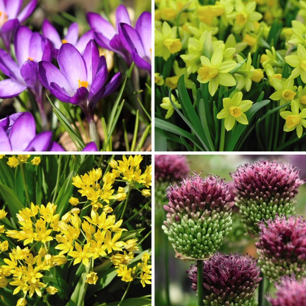 Spring Flowering Bulb Bonanza Collection image