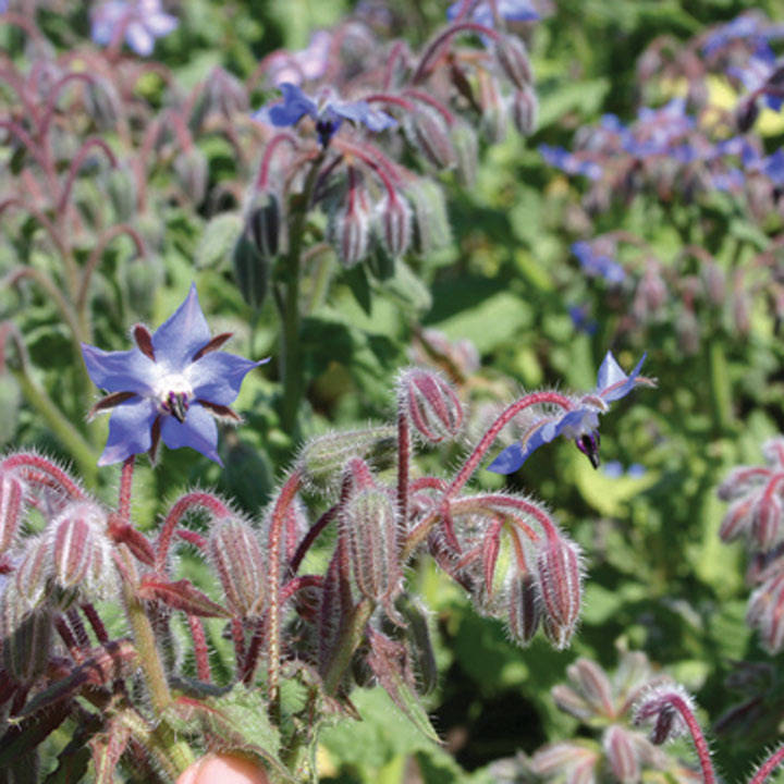 Borage (Organic) Seeds image